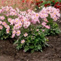 Satin Doll™ 'Glow' Japanese Anemone -Great Garden Plants Sales Store Anemone Satin Doll Glow 3 400x400 1