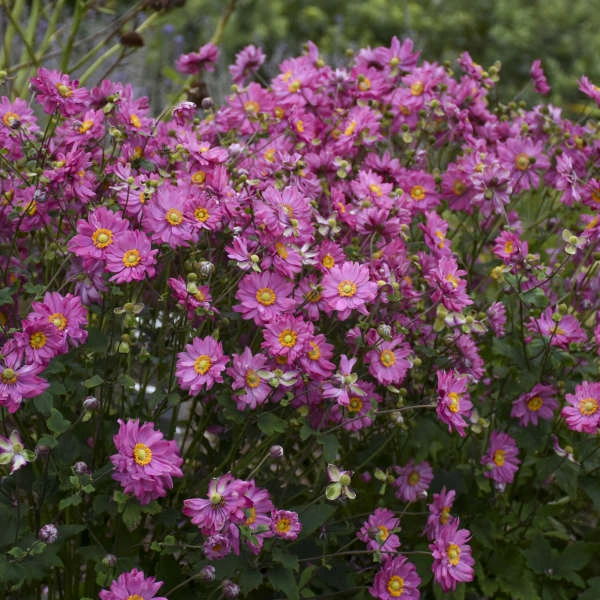 Fall In Love™ 'Sweetly' Japanese Anemone 2 Fall In Love™ 'Sweetly' Japanese Anemone - Image 2