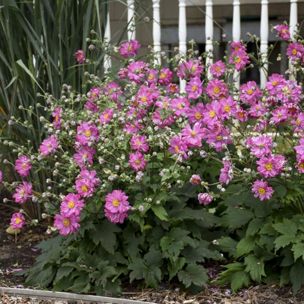 Fall In Love™ 'Sweetly' Japanese Anemone 1 Fall In Love™ 'Sweetly' Japanese Anemone