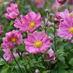 'Curtain Call Deep Rose' Japanese Anemone -Great Garden Plants Sales Store Anemone CurtainCallDeepRose JapaneseAnemone 1