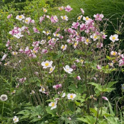 'Robustissima' Japanese Anemone -Great Garden Plants Sales Store Anemonerobustissima 210812gbo005