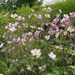 'Robustissima' Japanese Anemone -Great Garden Plants Sales Store Anemonerobustissima 210812gbo006