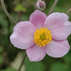 'Robustissima' Japanese Anemone -Great Garden Plants Sales Store AnemonetomentosaRobustissima 080828gbv041