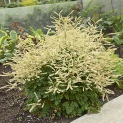 'Chantilly Lace' Goatsbeard -Great Garden Plants Sales Store Aruncus Chantilly Lace 1 P sw