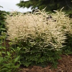 'Chantilly Lace' Goatsbeard -Great Garden Plants Sales Store Aruncus Chantilly Lace 2 P sw