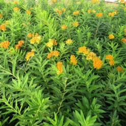 'Gay Butterflies' Milkweed Mix -Great Garden Plants Sales Store Asclepias tuberosa Gay Butterflies 138 3