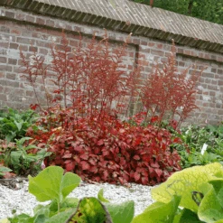 Color Flash® Astilbe -Great Garden Plants Sales Store AstilbeColorFlash 070827gbv003