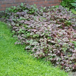 Color Flash® Astilbe -Great Garden Plants Sales Store AstilbeColorFlash 100615gbv001