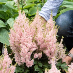'Youniqe Salmon' Astilbe -Great Garden Plants Sales Store AstilbeYouniqueSalmon 160622cre002