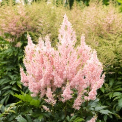 'Youniqe Salmon' Astilbe -Great Garden Plants Sales Store AstilbeYouniqueSalmon 160622cre006