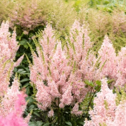 'Youniqe Salmon' Astilbe -Great Garden Plants Sales Store AstilbeYouniqueSalmon 160622cre007