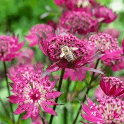 'Sparkling Stars Red' Masterwort 7 'Sparkling Stars Red' Masterwort -Great Garden Plants Sales Store AstrantiaSparklingStarsRedwithbee 220607gbo026