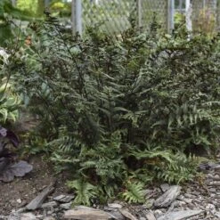 'Crested Surf' Japanese Painted Fern -Great Garden Plants Sales Store Athyrium niponicum Crested Surf 1 P sw