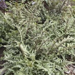 'Crested Surf' Japanese Painted Fern -Great Garden Plants Sales Store Athyrium niponicum Crested Surf 2 P sw