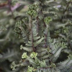 'Crested Surf' Japanese Painted Fern -Great Garden Plants Sales Store Athyrium niponicum Crested Surf 3 P sw