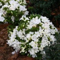 Bloom-A-Thon® White Reblooming Azalea -Great Garden Plants Sales Store Azalea Bloom A Thon White 1 bd3d5e74 eb46 43dc 83e3 67a5d4c21802 sw