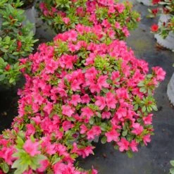Perfecto Mundo Fuchsia Carpet™ Azalea -Great Garden Plants Sales Store Azalea Perfect Mundo Fuchsia Carpet P1162212 800 800 60