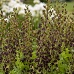 Decadence® 'Dark Chocolate' False Indigo