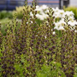 Decadence® 'Dark Chocolate' False Indigo -Great Garden Plants Sales Store Baptisia DarkChocolate FalseIndigo 2