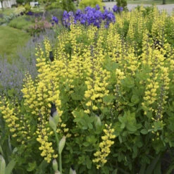 Decadence® 'Lemon Meringue' False Indigo -Great Garden Plants Sales Store Baptisia LemonMeringue FalseIndigo 1