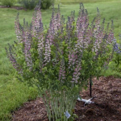 Decadence® 'Pink Truffles' False Indigo -Great Garden Plants Sales Store Baptisia PinkTruffles FalseIndigo 2