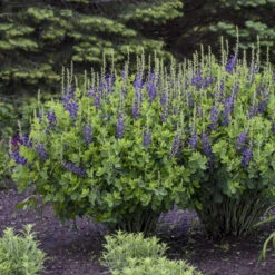 Decadence® 'Sparkling Sapphires' False Indigo -Great Garden Plants Sales Store Baptisia SparklingSapphires FalseIndigo 2