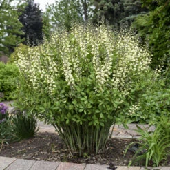 Decadence® 'Vanilla Cream' False Indigo -Great Garden Plants Sales Store Baptisia VanillaCream FalseIndigo 2