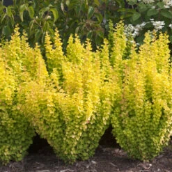 Sunjoy Gold Pillar® Barberry -Great Garden Plants Sales Store Berberis Sunjoy Gold Pillar 4
