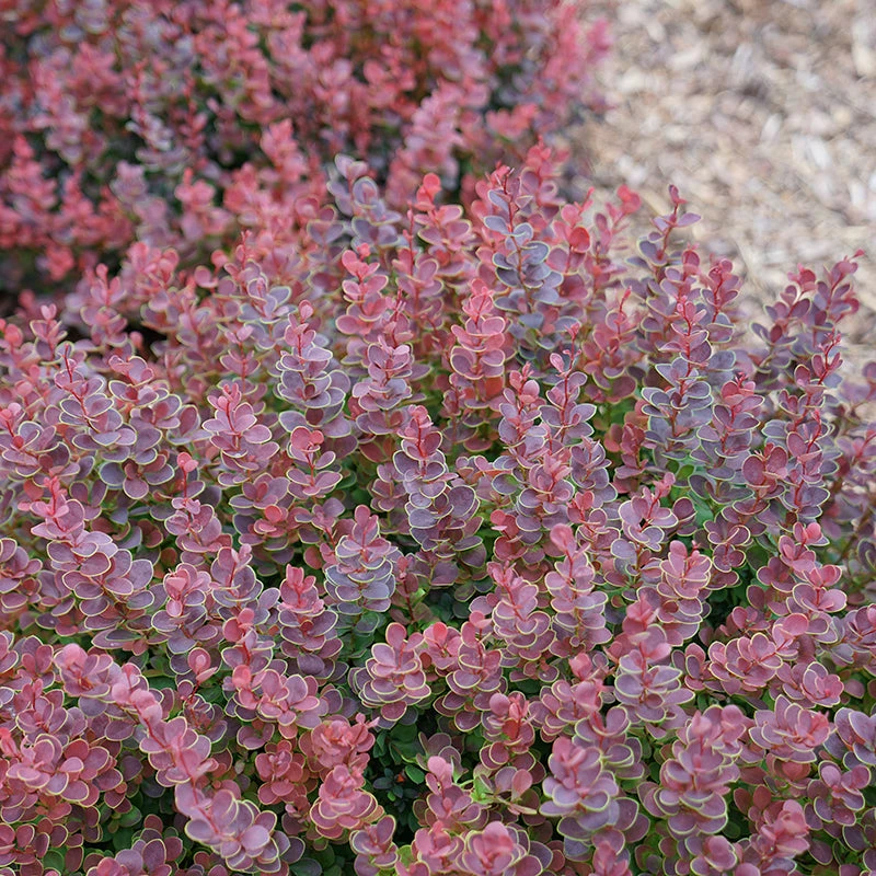 Sunjoy Mini Maroon® Barberry 2 Sunjoy Mini Maroon® Barberry - Image 2