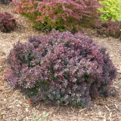 Sunjoy Mini Maroon® Barberry 9 Sunjoy Mini Maroon® Barberry -Great Garden Plants Sales Store Berberis Sunjoy Mini Maroon 4 P