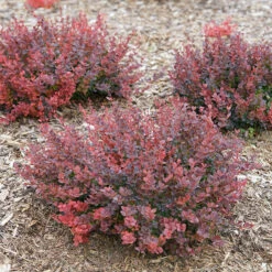 Sunjoy Mini Maroon® Barberry 10 Sunjoy Mini Maroon® Barberry -Great Garden Plants Sales Store Berberis Sunjoy Mini Maroon 5 P