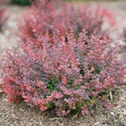 Sunjoy Mini Maroon® Barberry 11 Sunjoy Mini Maroon® Barberry -Great Garden Plants Sales Store Berberis Sunjoy Mini Maroon 6 P
