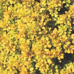 Sunjoy® Mini Saffron Barberry -Great Garden Plants Sales Store Berberis Sunjoy Mini Saffron 1