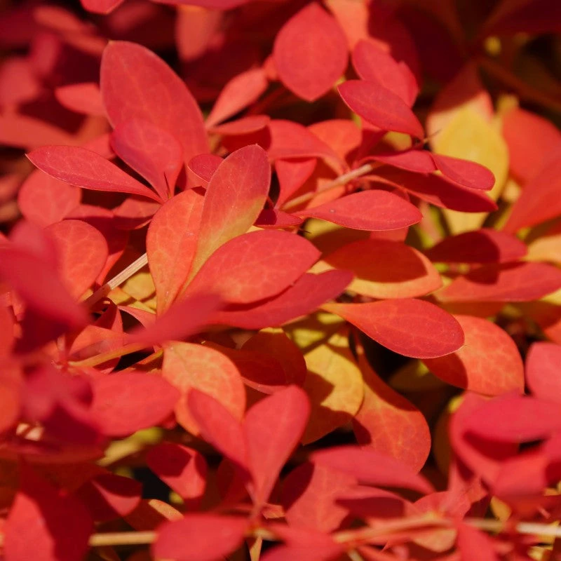 Sunjoy Neo® Barberry 1 Sunjoy Neo® Barberry