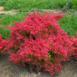 Sunjoy Neo® Barberry 5 Sunjoy Neo® Barberry -Great Garden Plants Sales Store Berberis Sunjoy Neo 3