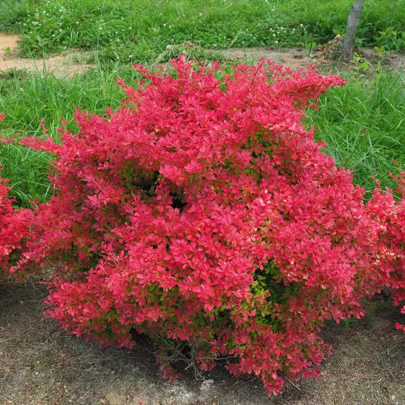 Sunjoy Neo® Barberry 3 Sunjoy Neo® Barberry - Image 3