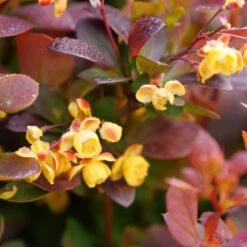 Sunjoy Todo® Barberry 7 Sunjoy Todo® Barberry -Great Garden Plants Sales Store Berberis Sunjoy Todo 3
