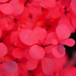 Sunjoy Todo® Barberry 8 Sunjoy Todo® Barberry -Great Garden Plants Sales Store Berberis Sunjoy Todo 4