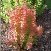Sunjoy Orange Pillar™ Barberry