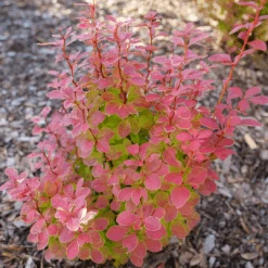 Sunjoy Orange Pillar™ Barberry -Great Garden Plants Sales Store BerberisSunjoyOrangePillarP1106756 1080x1080 08a64df