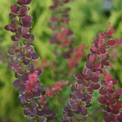 Sunjoy® Tangelo™ Barberry 7 Sunjoy® Tangelo™ Barberry -Great Garden Plants Sales Store BerberisSunjoyTangeloIMG 7911 800x800 55b5c5b