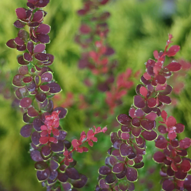 Sunjoy® Tangelo™ Barberry 3 Sunjoy® Tangelo™ Barberry - Image 3