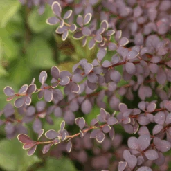 Sunjoy® Tangelo™ Barberry 8 Sunjoy® Tangelo™ Barberry -Great Garden Plants Sales Store BerberisSunjoyTangeloIMG 8161 800x800 4a26f60