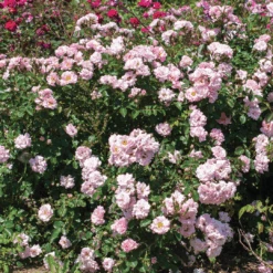 Blushing Drift® Rose -Great Garden Plants Sales Store BlushingDrift 2