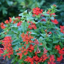Estrellita™ Scarlet Firecracker Bush -Great Garden Plants Sales Store Bouvardia Estrellita Scarlet P1228538 800 800 60