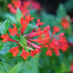 Estrellita™ Scarlet Firecracker Bush -Great Garden Plants Sales Store Bouvardia Estrellita Scarlet P1228540 800 800 60