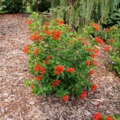 Estrellita™ Scarlet Firecracker Bush -Great Garden Plants Sales Store Bouvardia Estrellita Scarlet P1238155 800 800 60