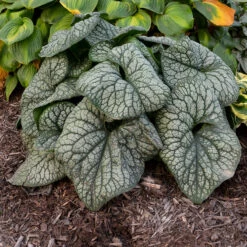 'Jack Of Diamonds' Siberian Bugloss -Great Garden Plants Sales Store Brunnera Jack of Diamonds 2 P