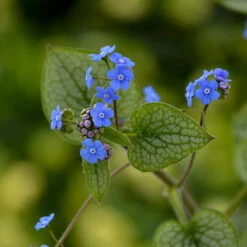 'Queen Of Hearts' Siberian Bugloss -Great Garden Plants Sales Store Brunnera Queen of Hearts 2 P