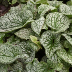 'Queen Of Hearts' Siberian Bugloss -Great Garden Plants Sales Store Brunnera Queen of Hearts 3 P